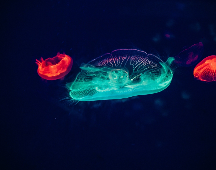Two red and one green neon jellyfishes